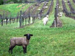 sheep vineyard